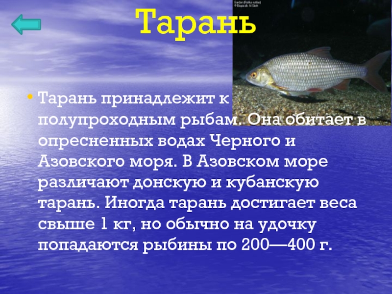 Азовская рыба список. Рыбы Азовского моря перечень. Какие рыбы обитают в Азовском море.