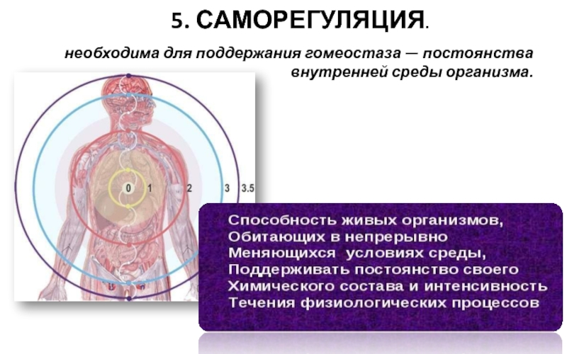 Внутреннее постоянство организма. Саморегуляция живых организмов. Механизмы саморегуляции организма. Саморегуляция постоянства внутренней среды. Саморегуляция внутр среды организма.