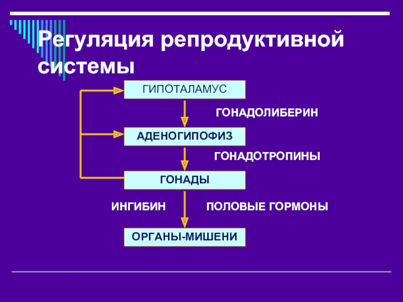 Схема регуляции репродуктивной функции женщины