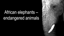 African elephants - endangered animals 6 класс