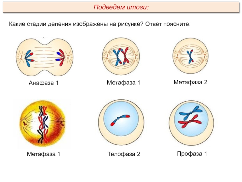 Метафаза 1 мейоза 1 рисунок