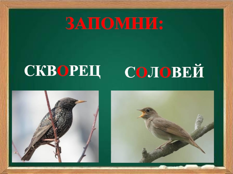 Проверочное слово к слову скворец. Соловей словарное слово. Скворец словарное слово. Скворец проверочное. Словарное слово Соловей в картинках.