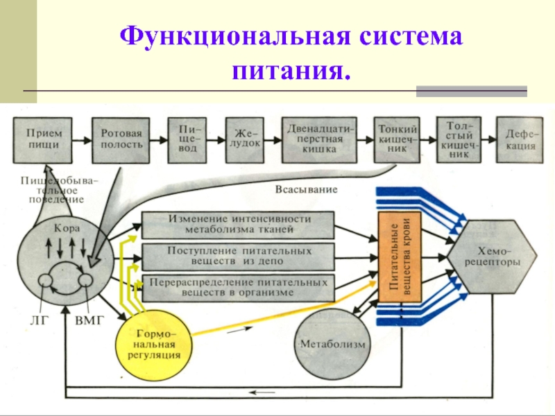 Принципиальная схема функциональной системы гомеостатического уровня регуляции функций