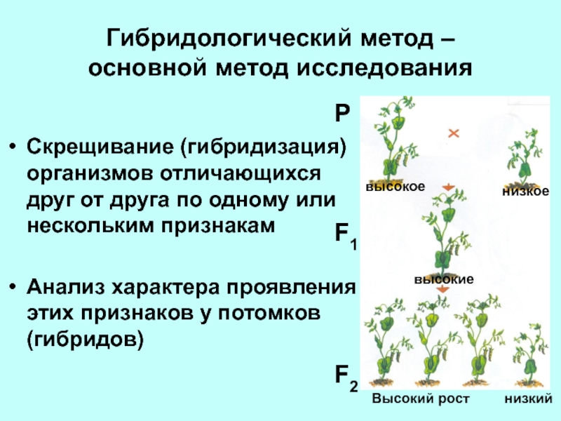 Презентация по теме моногибридное скрещивание 10 класс