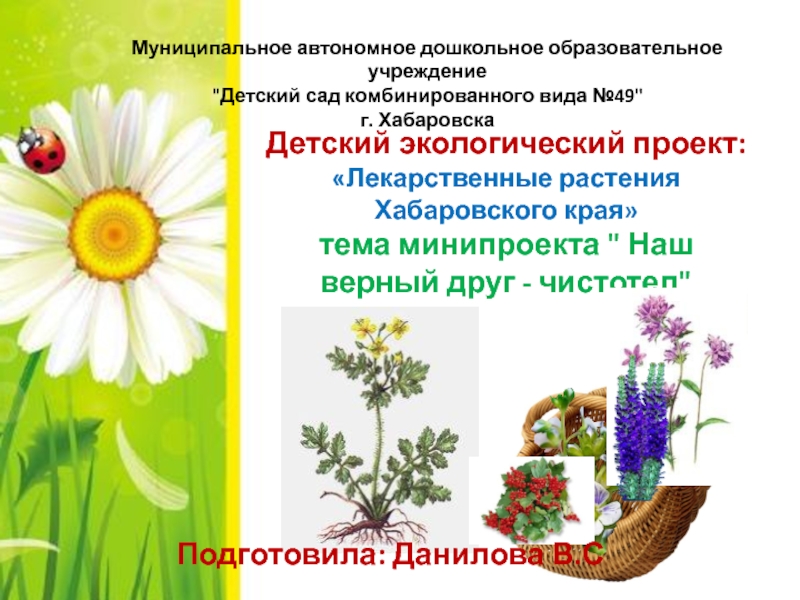 Детский экологический проект: Лекарственные растения Хабаровского края тема минипроекта 