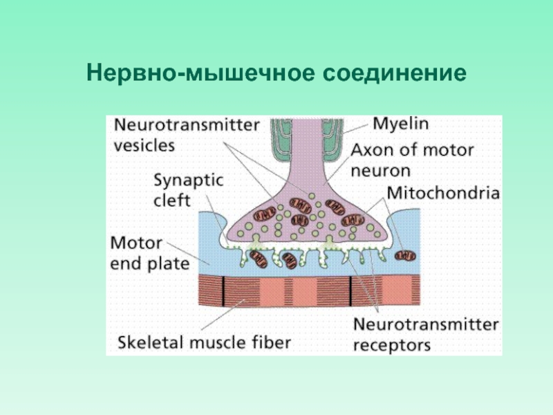 Повышенная нервно мышечная. Нервно-мышечное соединение. Нейромышечное соединение. Нервно мышечное соединение это соединение. Рисунок нервно-мышечного соединения.