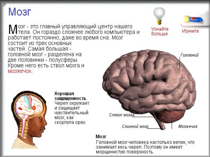 Презентация на тему координация и регуляция