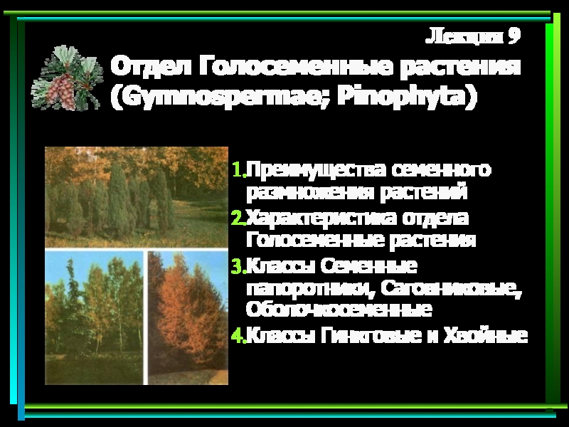 Презентация Отдел Голосеменные растения ( Gymnospermae; Pinophyta)