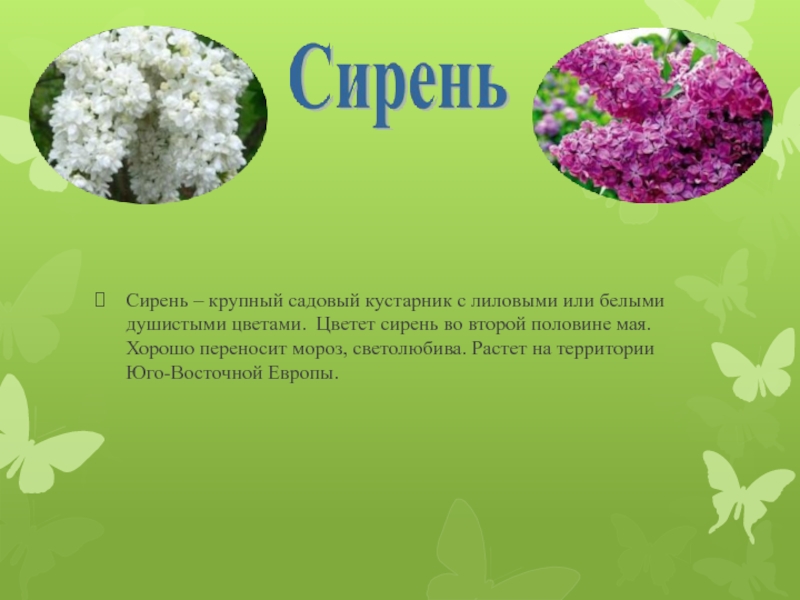 Текст песни сирень. Сирень текст. Крупный садовый кустарник с лиловыми или белыми душистыми цветками. Сирень песня слова. Сирень сирень текст.