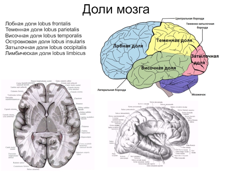 6 долей мозга. Доли конечного мозга анатомия.