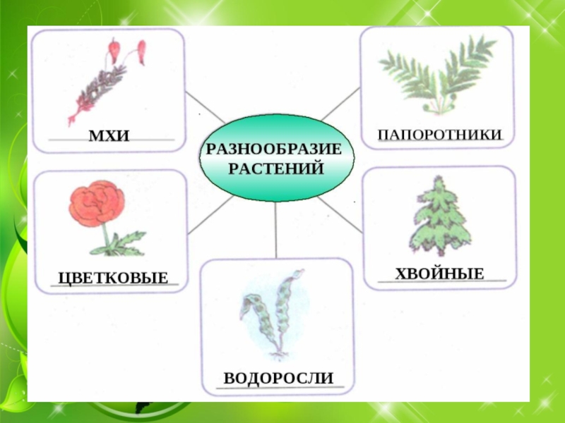 Тест разнообразие растений