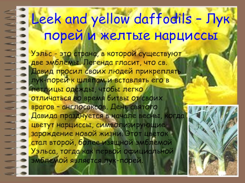 Leek and yellow daffodils – Лук порей и желтые нарциссыУэльс - это страна, в которой существуют две