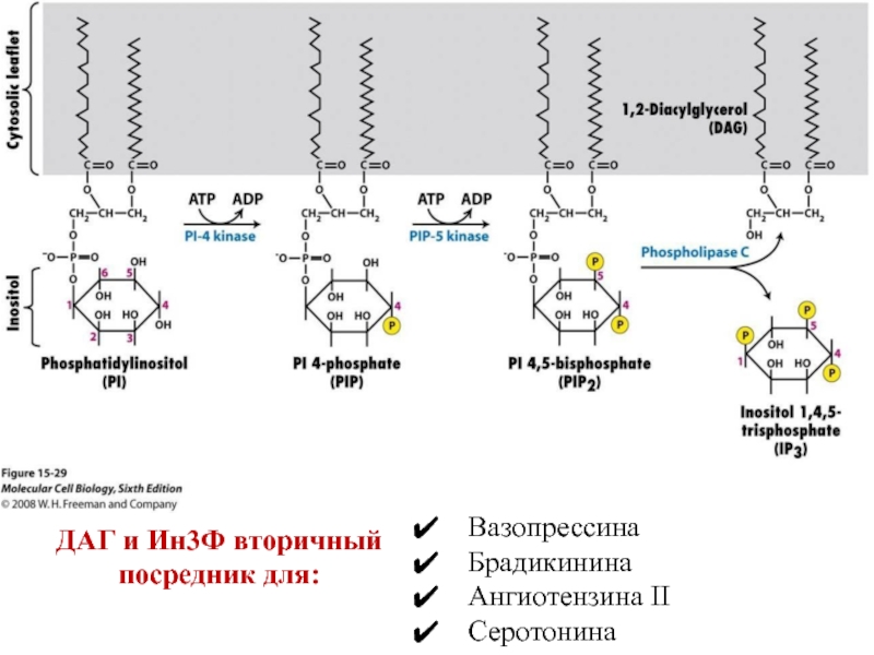 Пип 2. Pip2 биохимия. Pip2. Pip2 structure. Схема преобразования серотонина.