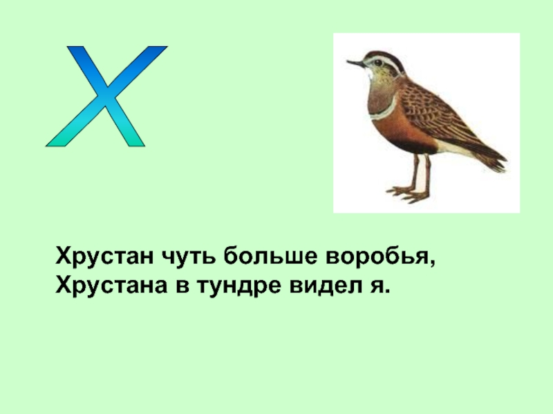 Птицы на букву а. Птичка на букву х. Птица на х начинается. Загадки про животных на букву х. Х птиц птица на букву.