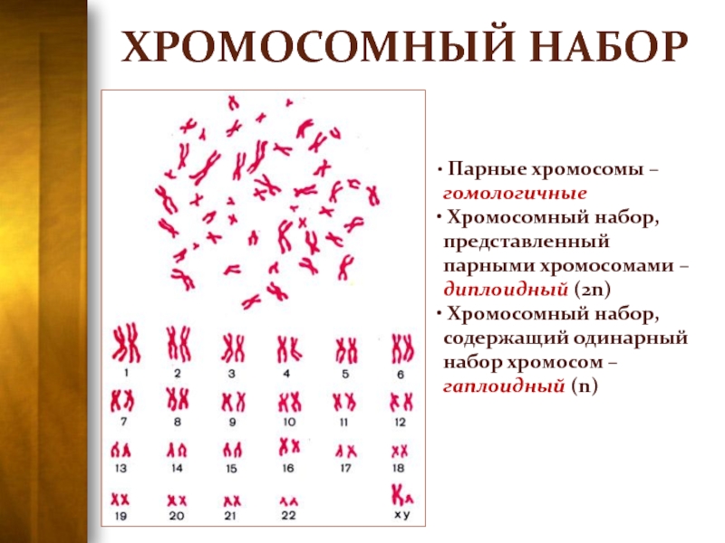 Парная хромосома. Как называются парные хромосомы. Диплоидный набор хромосом это сколько.