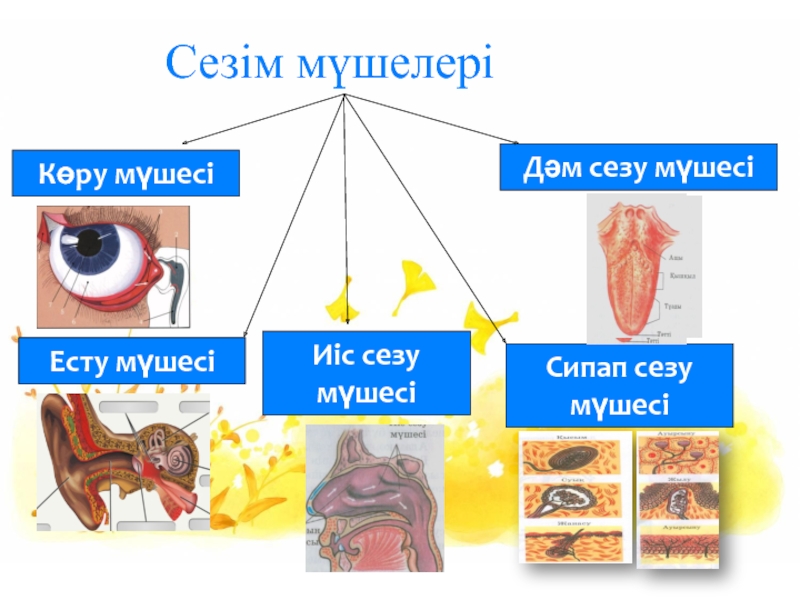 Тері анатомиясы презентация