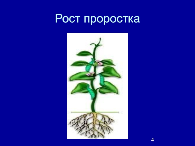 Класс роста. Рост проростка. Символ городского проекта проростка.