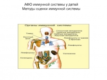 АФО иммунной системы у детей Методы оценки иммунной системы