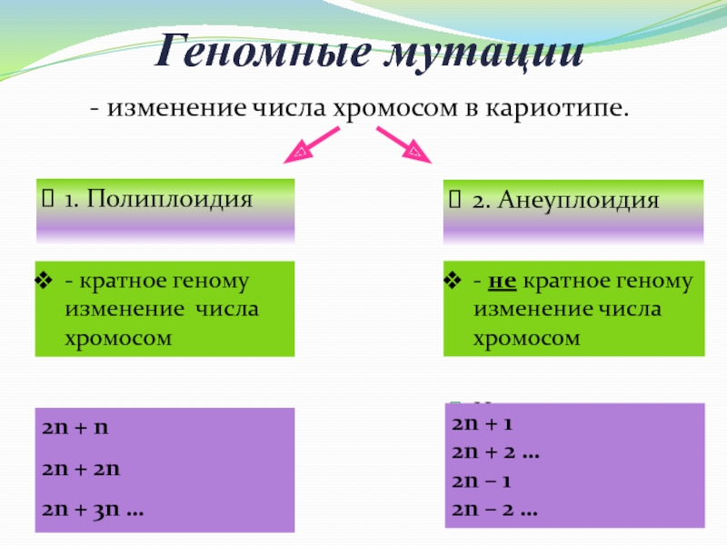 Изменение числа хромосом