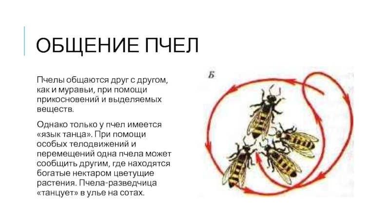 Общественные насекомые пчелы и муравьи презентация 7 класс