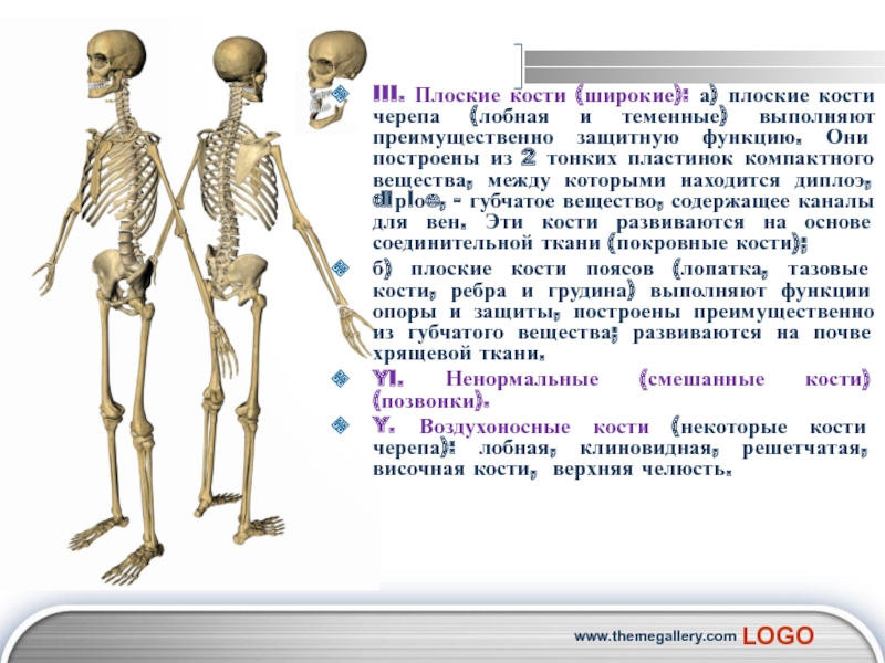 Плоские кости скелета человека. Плоские кости. Функции плоских костей. Плоские кости человека функции. Плоские широкие кости.