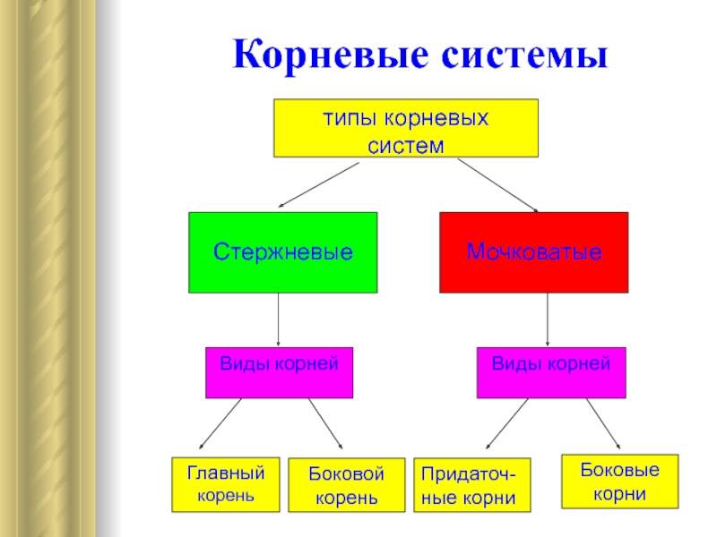 Виды корневых систем 6 класс биология. Доклад виды корней типы корневых систем. Типы систем биология. Виды корней и типы корневых систем 6 класс биология конспект. Наглядности на тему корень.