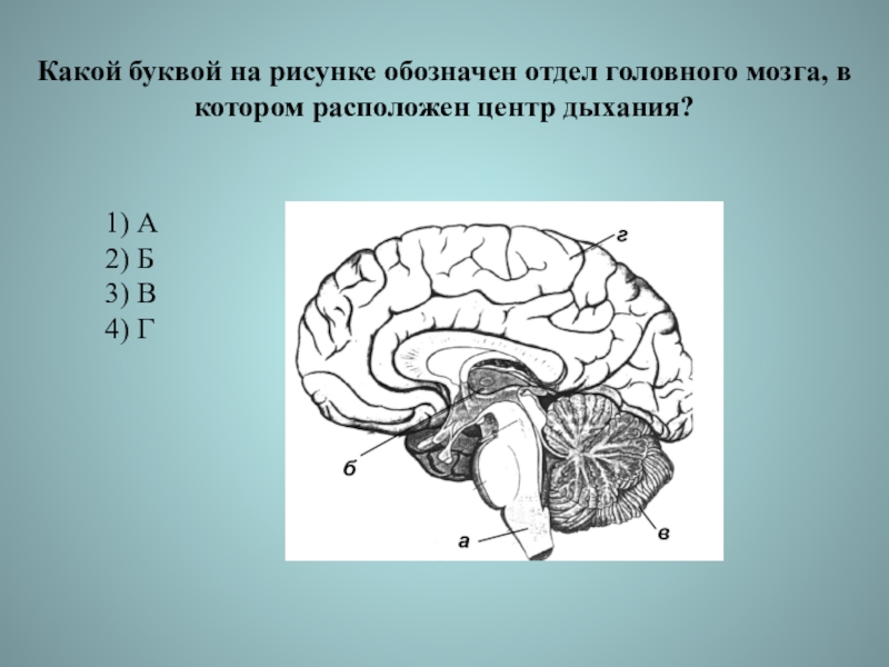 Кашлевой рефлекс какой отдел мозга. Расположен отделов головного мозга. Дыхательный отдел в головном мозге. Рефлекторные центры отделов головного мозга. Отделы головного мозга рисунок.