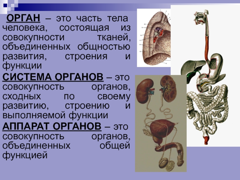 Организм человека системы органов ткани