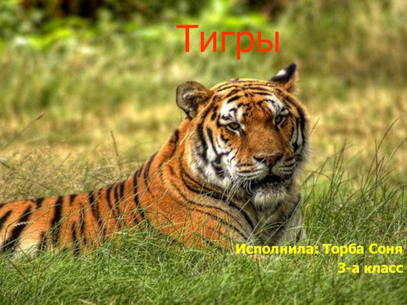 ТигрыИсполнила: Торба Соня3-а класс