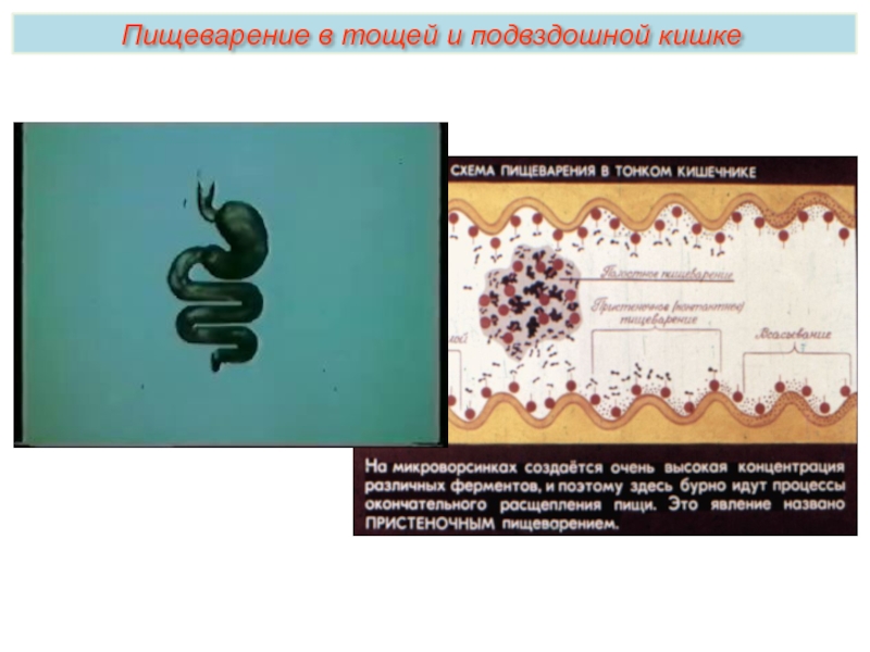 Белки пименов презентация