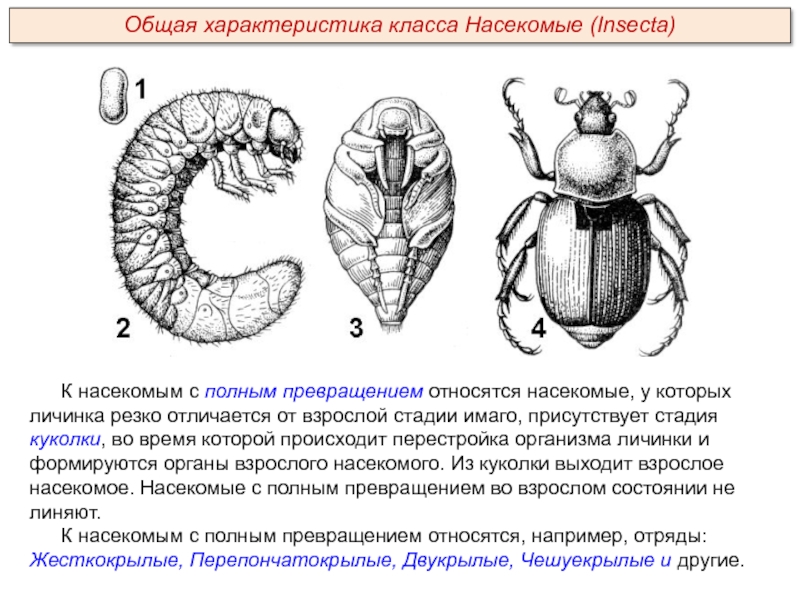 К насекомым с полным превращением относятся насекомые, у которых личинка резко отличается от взрослой стадии имаго, присутствует