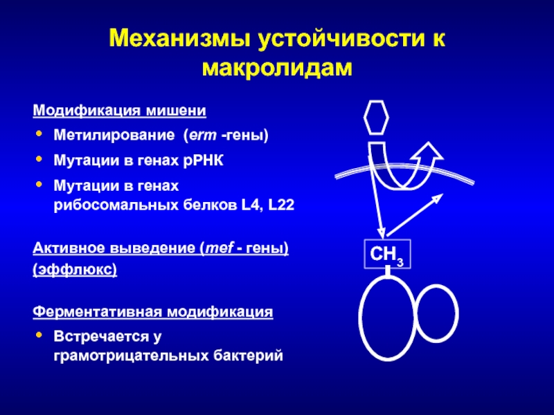 Механизмы устойчивости. Механизм устойчивости к макролидам. Генные мутации антибиотиков. Механизмы резистентности: активное выведение антибиотика (эффлюкс). Рибосомальные мутации.