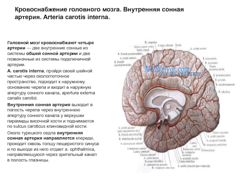 Какая артерия кровоснабжает мозг. Передняя мозговая артерия кровоснабжает. Составление схем кровоснабжения головы, мозга, конечностей. Головной мозг кровоснабжают артерии. Ствол головного мозга кровоснабжает артерия.