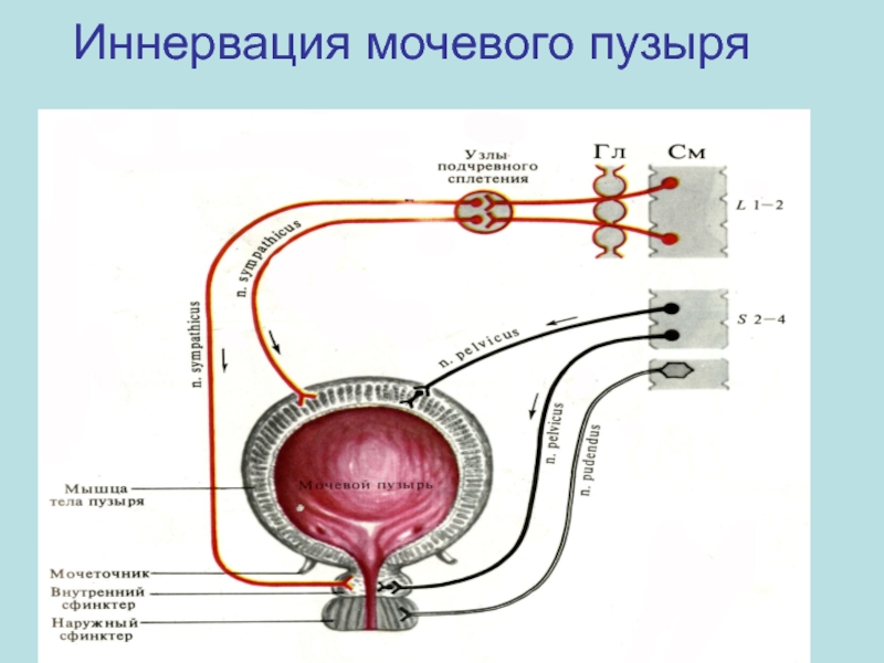 Регуляция мочеобразования схема