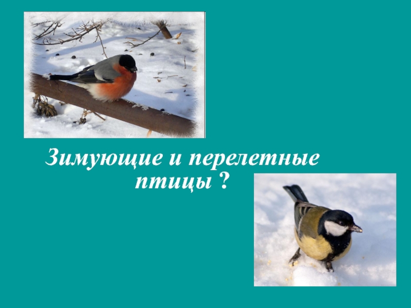 Зимующие И Перелетные Птицы Фото
