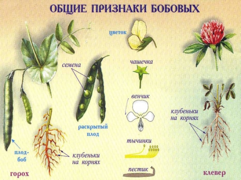 Презентация семейства цветковых растений 6 класс