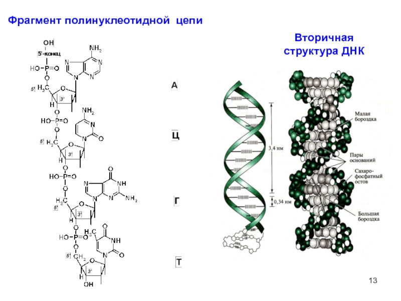 Полинуклеотидная рнк. Строение полинуклеотидной цепи ДНК. Строение полинуклеотидной Цепочки ДНК. Строение полинуклеотидной цепи РНК. Фрагмент вторичной структуры ДНК.
