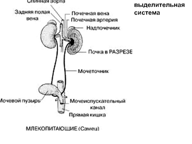 Схема выделительной системы