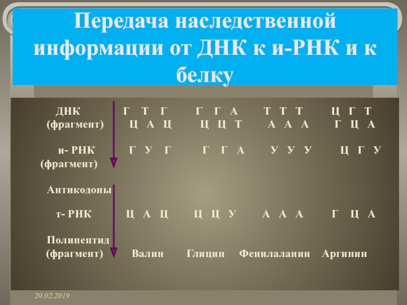 Передача наследственной информации от ДНК к и-РНК и к белку			ДНК