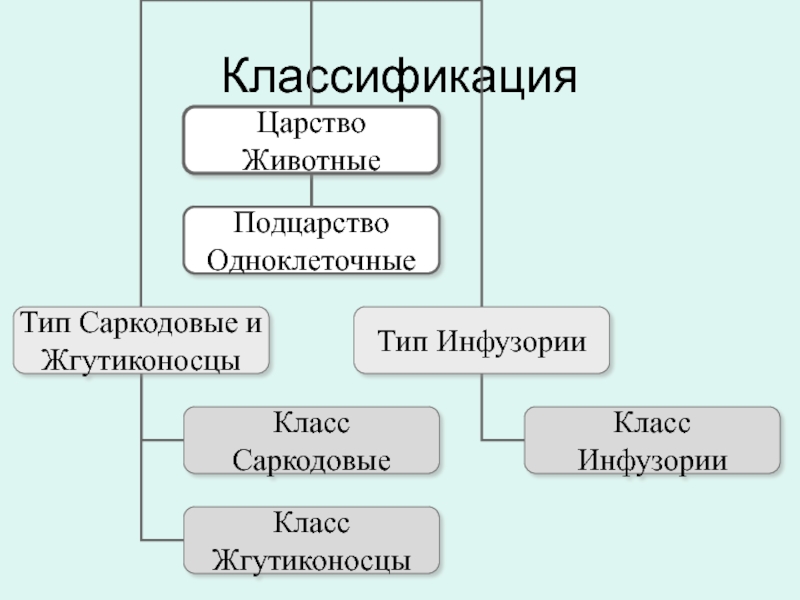 Классификация простейших. Классификация систематика амеб. Тип Саркодовые систематика. Класс Саркодовые систематика. Тип Саркодовые и жгутиконосцы классификация.