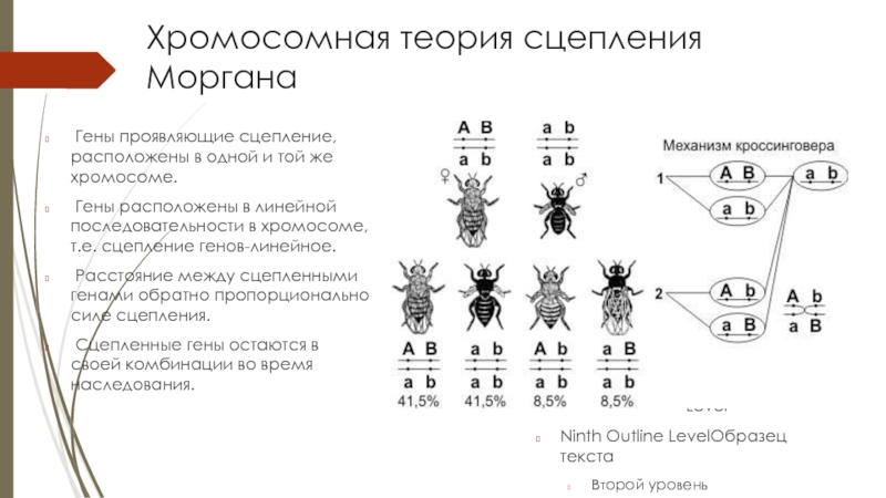 Теория моргана. Томас Морган теория наследственности. Хромосомная теория наследственности Моргана схема. Сцепленное наследование генов схема. Хромосомная теория наследования т.Моргана.