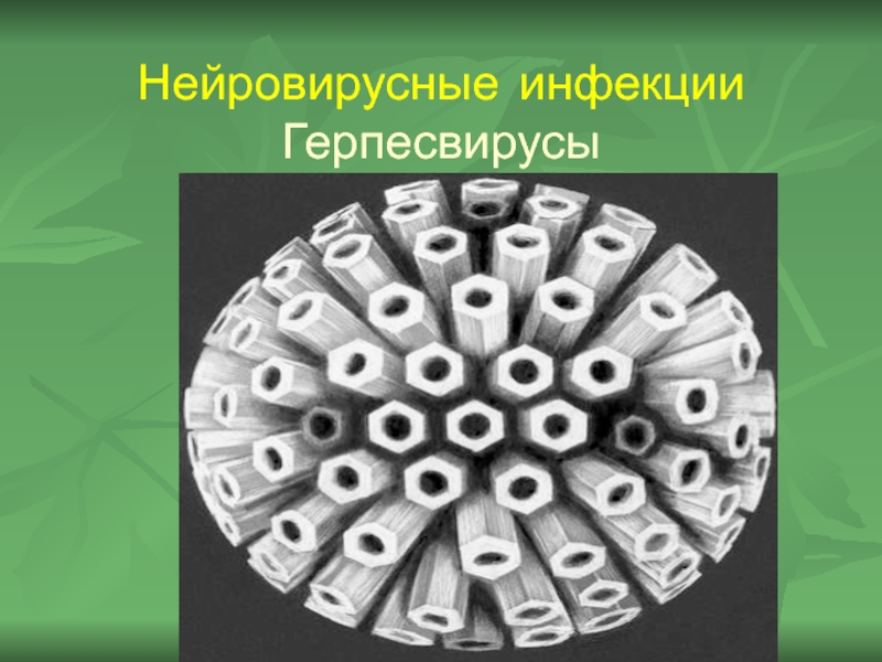 Нейровирусные инфекции Герпесвирусы