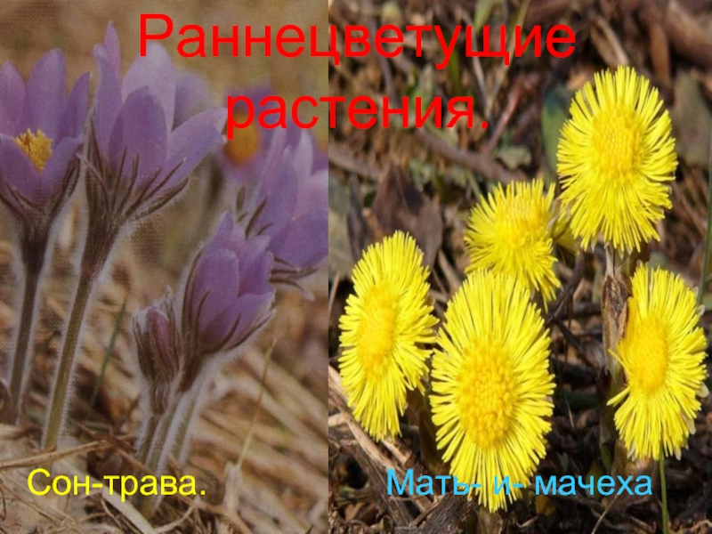 Анатольева Э.В.Раннецветущие растения.Сон-трава.         Мать- и- мачеха