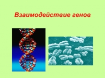 Взаимодействие генов (аллельных и неаллельных)