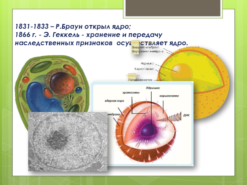 Ядро передает наследственную информацию