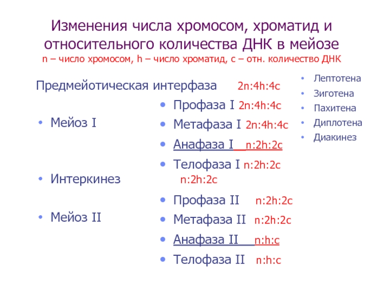 Анафаза сколько хромосом и днк