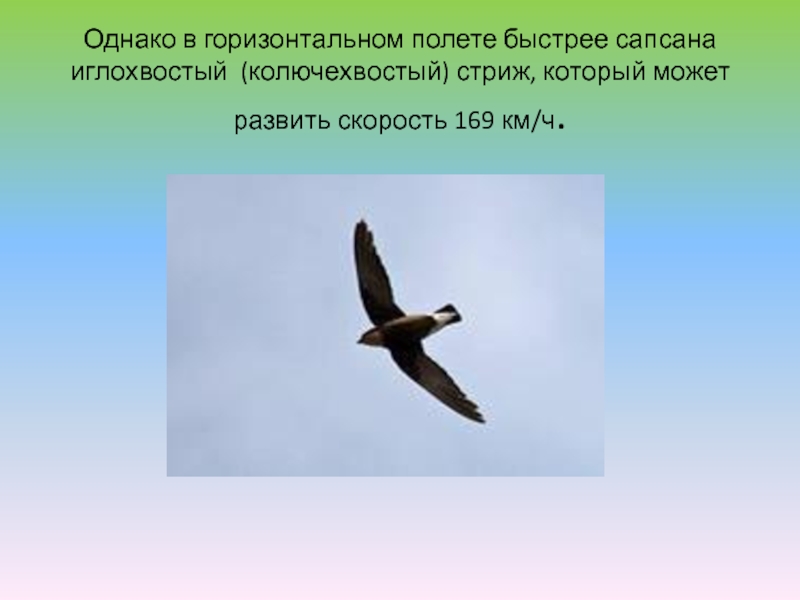 Однако в горизонтальном полете быстрее сапсана иглохвостый (колючехвостый) стриж, который может развить скорость 169 км/ч.