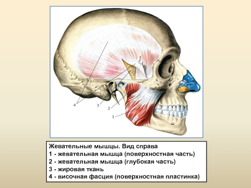 Жевательные мышцы схема