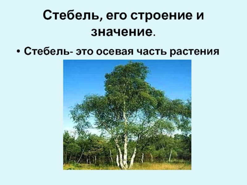 Стебель его строение и значение 6. Значение стебля. Стебель его строение и значение 6 класс презентация. Тест 15 стебель его строение и значение. Сообщение на тему стебель его строение и значение 6 класс.