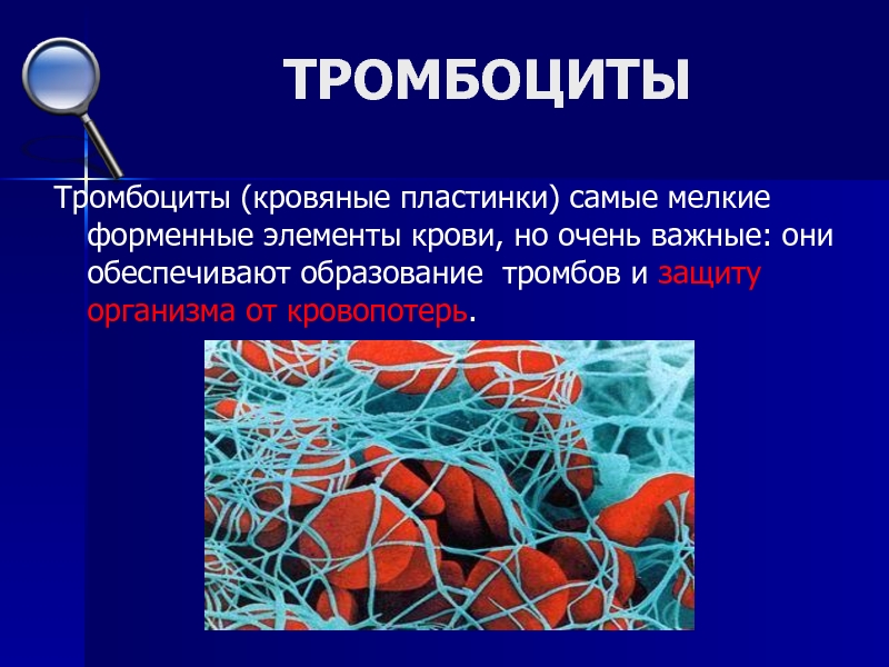 Гранулы тромбоцитов содержат. Структурные элементы тромбоцита. Строение тромбоцитов в крови. Тромбоциты строение и функции. Строение тромбоцитов человека.